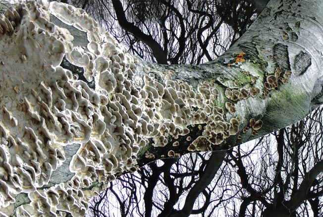 tree branches and trunk covered with fungus