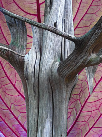 Trunk of a dead, weathered tree in front of a leaf with pink veins
